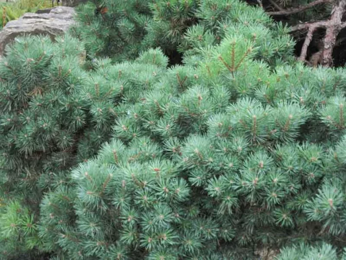Pinus sylvestris 'Beuvronensis', Scotch Pine 'Beuvronensis', Scots Pine 'Beuvronensis', Archangel Redwood 'Beuvronensis', Baltic Redwood 'Beuvronensis', Scotch Fir 'Beuvronensis', Scots Fir 'Beuvronensis', Norway Fir 'Beuvronensis', Evergreen Conifer, Evergreen Shrub, Evergreen Tree,