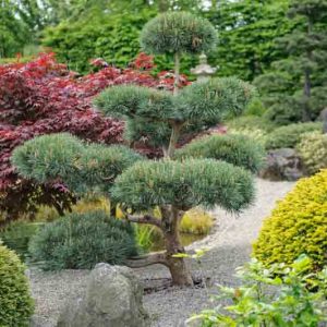 Pinus sylvestris 'Glauca', Scotch Pine 'Glauca', Scots Pine 'Glauca', Archangel Redwood 'Glauca', Baltic Redwood 'Glauca', Scotch Fir 'Glauca', Scots Fir 'Glauca', Norway Fir 'Glauca', Evergreen Conifer, Evergreen Shrub, Evergreen Tree,