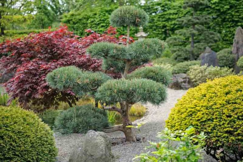 Pinus sylvestris 'Glauca', Scotch Pine 'Glauca', Scots Pine 'Glauca', Archangel Redwood 'Glauca', Baltic Redwood 'Glauca', Scotch Fir 'Glauca', Scots Fir 'Glauca', Norway Fir 'Glauca', Evergreen Conifer, Evergreen Shrub, Evergreen Tree,