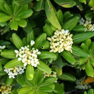 Hebe Rakaiensis,  Shrubby Veronica, Rakai Hebe, Evergreen Shrub, Small Shrub, Dwarf Shrub, Golden Dome Hebe