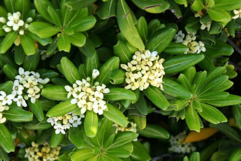 Hebe Rakaiensis,  Shrubby Veronica, Rakai Hebe, Evergreen Shrub, Small Shrub, Dwarf Shrub, Golden Dome Hebe