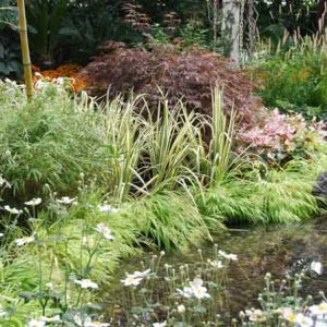 Companion Plants for Hakone Grass, Plant Combinations, Flowerbeds Ideas, Spring Borders, Winter Borders, Summer Borders, Companion Planting, Hakonechloa macra, Japanse Forest Grass, Aureola, All Gold, Alboaurea