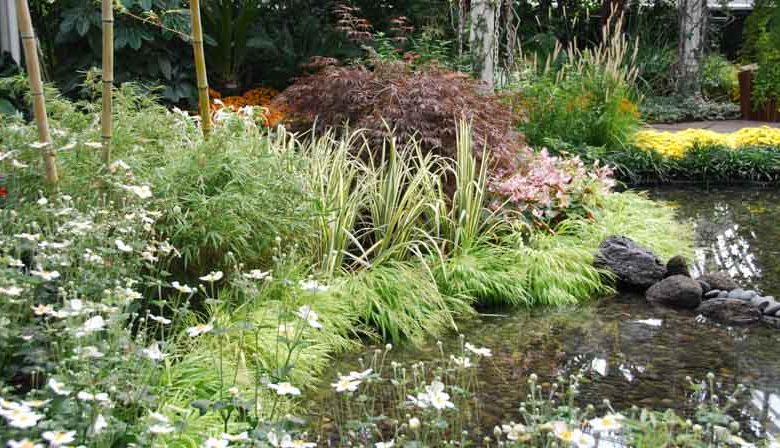 Companion Plants for Hakone Grass, Plant Combinations, Flowerbeds Ideas, Spring Borders, Winter Borders, Summer Borders, Companion Planting, Hakonechloa macra, Japanse Forest Grass, Aureola, All Gold, Alboaurea