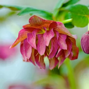 Companion Plants for Hellebores, Plant Combinations, Flowerbeds Ideas, Spring Borders, Winter Borders, Companion Planting, Helleborus, Christmas Roses, Lenten Roses