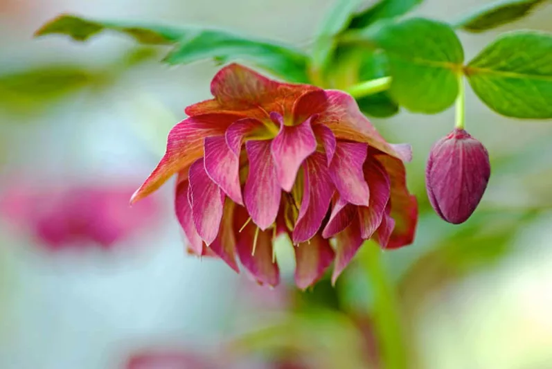 Companion Plants for Hellebores, Plant Combinations, Flowerbeds Ideas, Spring Borders, Winter Borders, Companion Planting, Helleborus, Christmas Roses, Lenten Roses