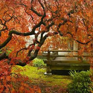 Acer palmatum, Acer palmatum dissectum, Acer shirasawanum, Plant Combinations, Spring Combinations, Summer Combinations, Fall Combinations