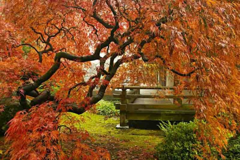 Acer palmatum, Acer palmatum dissectum, Acer shirasawanum, Plant Combinations, Spring Combinations, Summer Combinations, Fall Combinations