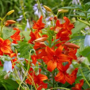 Companion Plants for Lilies, Species Lilies, Asiatic Lilies, Oriental Lilies, Trumpet Lilies, Easter Lilies, Companion Planting
