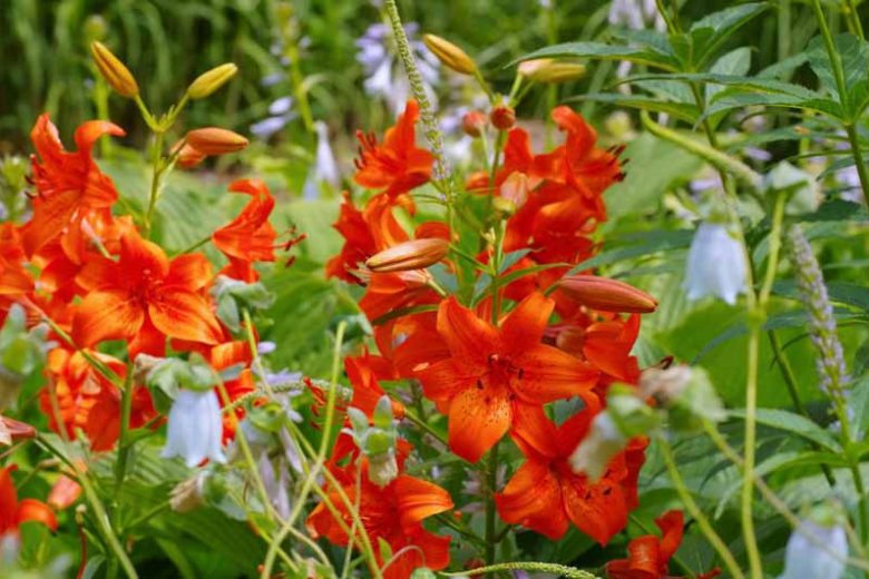 Companion Plants for Lilies, Species Lilies, Asiatic Lilies, Oriental Lilies, Trumpet Lilies, Easter Lilies, Companion Planting