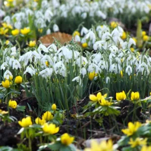 Companion Plants for Snowdrops, Plant Combinations, Flowerbeds Ideas, Spring Borders, Winter Borders, Companion Planting, Galanthus, Milk Flowers, Galanthus nivalis, Galantus elwesii