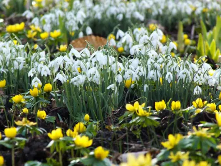 Companion Plants for Snowdrops, Plant Combinations, Flowerbeds Ideas, Spring Borders, Winter Borders, Companion Planting, Galanthus, Milk Flowers, Galanthus nivalis, Galantus elwesii