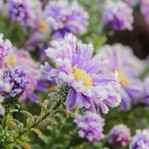 Plant Hardiness, Heat Tolerance, Climate Zones, Sunset climate zone, Plant USDA Hardiness, Hardiness zones, Heat zones, AHS Heat zones, Sunset Climate Zones, Sunset Zones, Climate Zones