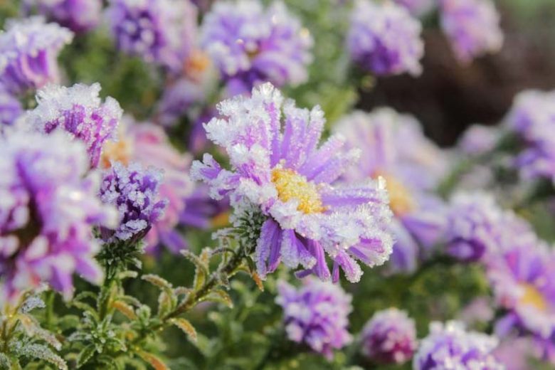 Plant Hardiness, Heat Tolerance, Climate Zones, Sunset climate zone, Plant USDA Hardiness, Hardiness zones, Heat zones, AHS Heat zones, Sunset Climate Zones, Sunset Zones, Climate Zones