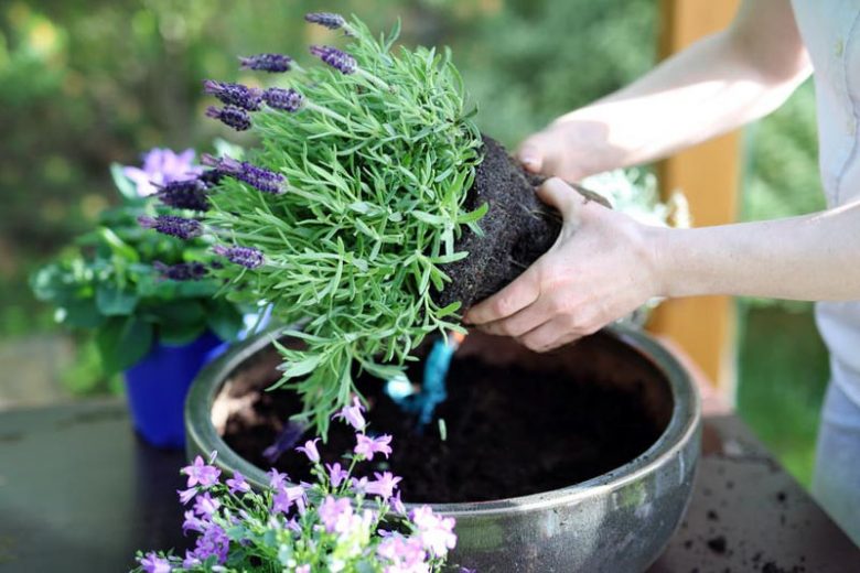 Lavender in pots, Lavender in containers, English Lavender, Spanish lavender, French Lavender, Common lavender, True Lavender, lavandula angustifolia, lavandula stoechas, How to grow lavender, How to care for lavender