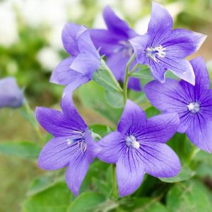 Platycodon grandiflorus, Balloon Flower, Chinese Balloon Flower, Chinese Bellflower, Japanese Bellflower, Campanula grandiflora, Blue Flowers, Pink Flowers