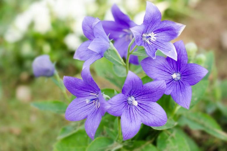 Platycodon grandiflorus, Balloon Flower, Chinese Balloon Flower, Chinese Bellflower, Japanese Bellflower, Campanula grandiflora, Blue Flowers, Pink Flowers