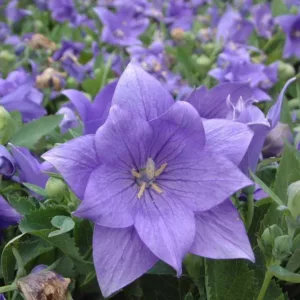 Platycodon grandiflorus 'Astra Double Blue', Balloon Flower 'Astra Double Blue', Chinese Balloon Flower 'Astra Double Blue', Chinese Bellflower 'Astra Double Blue', Japanese Bellflower 'Astra Double Blue', Blue Flowers