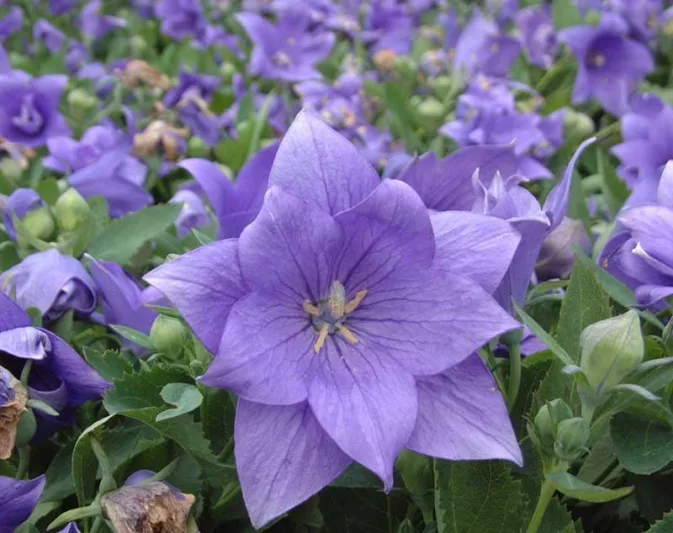 Platycodon grandiflorus 'Astra Double Blue', Balloon Flower 'Astra Double Blue', Chinese Balloon Flower 'Astra Double Blue', Chinese Bellflower 'Astra Double Blue', Japanese Bellflower 'Astra Double Blue', Blue Flowers