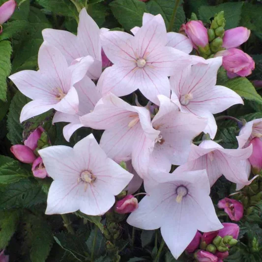 Platycodon grandiflorus 'Astra Pink', Balloon Flower 'Astra Pink', Chinese Balloon Flower 'Astra Pink', Chinese Bellflower 'Astra Pink', Japanese Bellflower 'Astra Pink', Pink Flowers