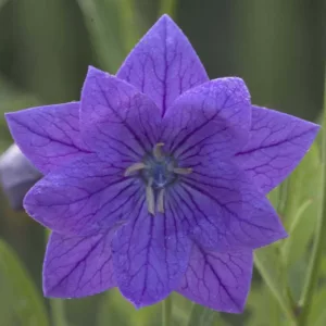 Platycodon grandiflorus 'Double Blue', Balloon Flower 'Double Blue', Chinese Balloon Flower 'Double Blue', Chinese Bellflower 'Double Blue', Japanese Bellflower 'Double Blue', Blue Flowers