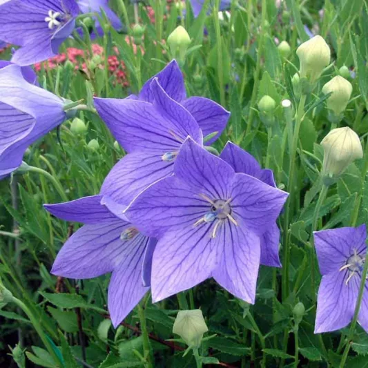 Platycodon grandiflorus 'Fuji Blue', Balloon Flower 'Fuji Blue', Chinese Balloon Flower 'Fuji Blue', Chinese Bellflower 'Fuji Blue', Japanese Bellflower 'Fuji Blue', Blue Flowers