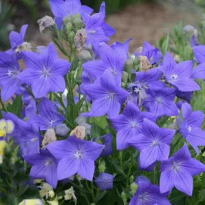 Platycodon grandiflorus 'Sentimental Blue', Balloon Flower 'Sentimental Blue', Chinese Balloon Flower 'Sentimental Blue', Chinese Bellflower 'Sentimental Blue', Japanese Bellflower 'Sentimental Blue', Blue Flowers