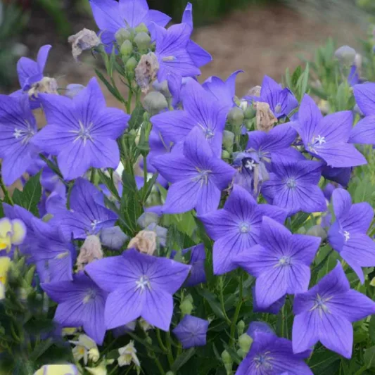 Platycodon grandiflorus 'Sentimental Blue', Balloon Flower 'Sentimental Blue', Chinese Balloon Flower 'Sentimental Blue', Chinese Bellflower 'Sentimental Blue', Japanese Bellflower 'Sentimental Blue', Blue Flowers