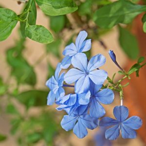 Plumbago auriculata, Cape Leadwort, Cape Plumbago, Leaderwort, Pumbago du Cap, Plumbago capensis, Mediterranean plants, Mediterranean shrubs, Blue flowers