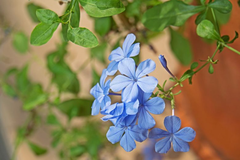 Plumbago auriculata, Cape Leadwort, Cape Plumbago, Leaderwort, Pumbago du Cap, Plumbago capensis, Mediterranean plants, Mediterranean shrubs, Blue flowers