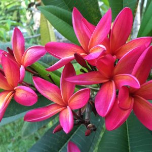 Plumeria rubra,Frangipani, Jasmine Mango, Pagoda Tree, Red Nosegay Tree, Temple Flower, Temple Tree, West Indian Jasmine, Red flowers, Pink Flowers, Evergreen Shrubs, Fragrant Shrubs