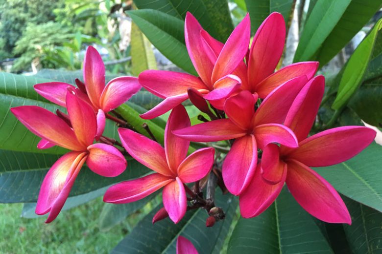 Plumeria rubra,Frangipani, Jasmine Mango, Pagoda Tree, Red Nosegay Tree, Temple Flower, Temple Tree, West Indian Jasmine, Red flowers, Pink Flowers, Evergreen Shrubs, Fragrant Shrubs