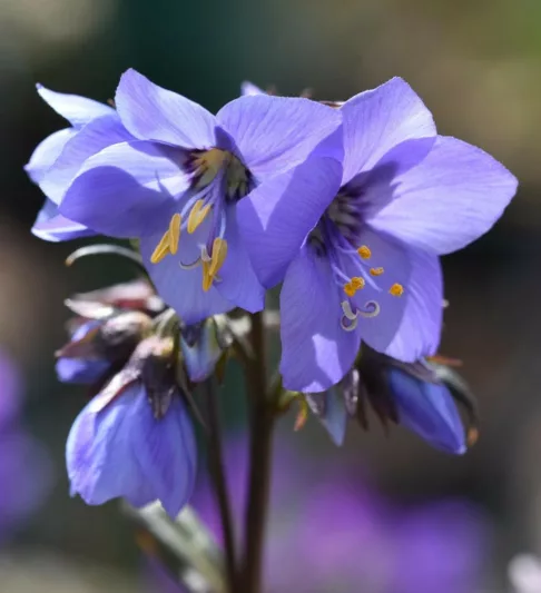 Polemonium yezoense var. hidakanum Bressingham Purple, Jacob's Ladder Bressingham Purple, Hokkaido Jacob's ladder Bressingham Purple, Polemonium 'Polbress', Blue Flowers