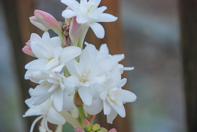 Polianthes tuberosa, Tuberose, late summer flowers, Fragrant flowers