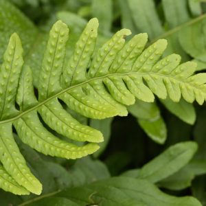 Polypodium vulgare,  Common Polypody, Adder's Fern, Brake Root, Eastern Polypody, Ever Fern, Golden Locks, Golden Maidenhair, Lady's Milk, Polypody, Wall Fern, Word Fern, plants for shade, Evergreen Fern