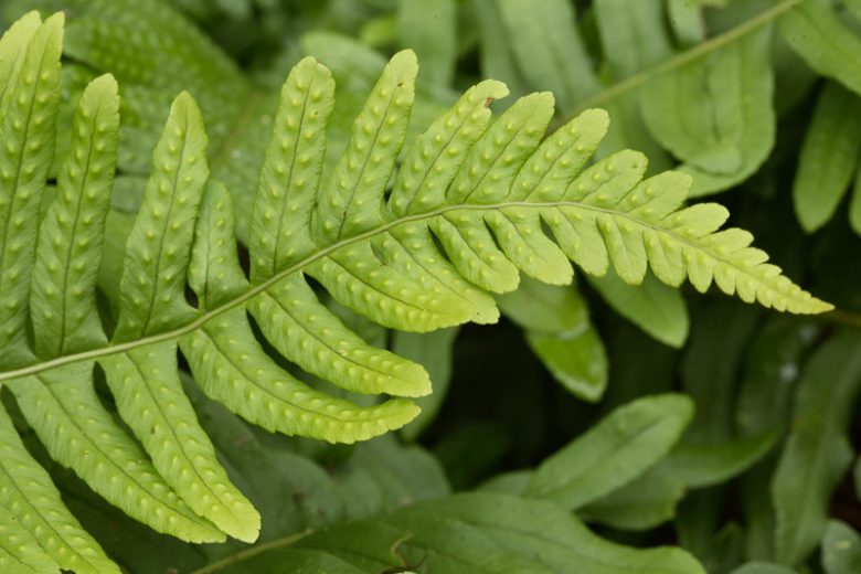 Polypodium vulgare,  Common Polypody, Adder's Fern, Brake Root, Eastern Polypody, Ever Fern, Golden Locks, Golden Maidenhair, Lady's Milk, Polypody, Wall Fern, Word Fern, plants for shade, Evergreen Fern