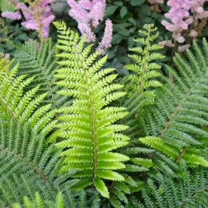 Polystichum Setiferum, Soft Field Fern, Polystichum setiferum angulare, Polystichum setiferum bulbosum, Shade plants, shade perennial, plants for shade, plants for wet soil
