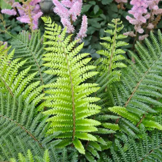Polystichum Setiferum, Soft Field Fern, Polystichum setiferum angulare, Polystichum setiferum bulbosum, Shade plants, shade perennial, plants for shade, plants for wet soil