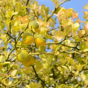 Poncirus Trifoliata, Hardy Orange, Japanese Bitter Orange, Japanese Hardy Orange, Aegle sepiaria, Citrus trifoliata, Trifoliate Orange, Flowering Shrub, Fruit Shrub