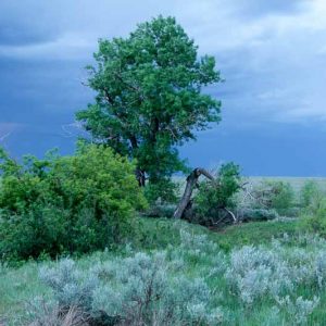 Populus deltoides, Eastern Cottonwood, Deciduous Tree, Fall Color