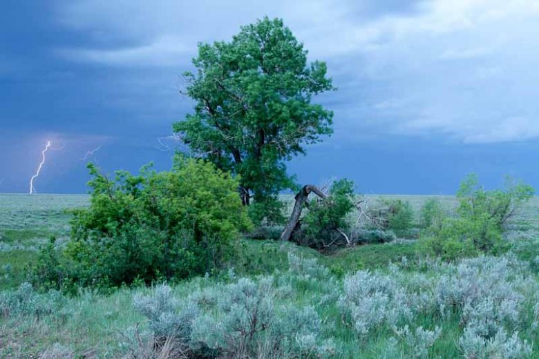 Populus deltoides, Eastern Cottonwood, Deciduous Tree, Fall Color