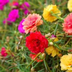 Portulaca grandiflora, Rose Moss, Eleven o'clock, Mexican Rose, Moss Rose, Vietnam Rose, Sun Rose, Rock Rose, Drought tolerant perennials, Yellow perennial flowers, Red perennial flowers, succulent, Low maintenance perennial, perennial ground cover