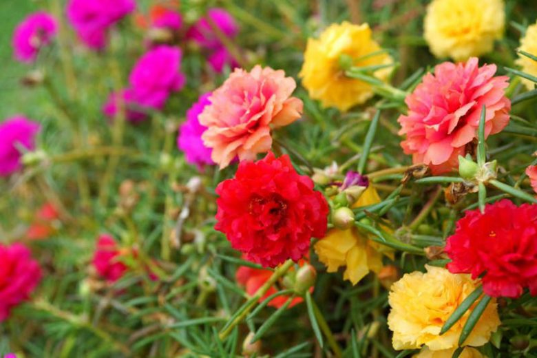 Portulaca grandiflora, Rose Moss, Eleven o'clock, Mexican Rose, Moss Rose, Vietnam Rose, Sun Rose, Rock Rose, Drought tolerant perennials, Yellow perennial flowers, Red perennial flowers, succulent, Low maintenance perennial, perennial ground cover