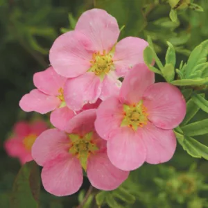 Potentilla fruticosa 'Pink Beauty', Shrubby Cinquefoil 'Pink Beauty', Cinquefoil 'Pink Beauty', Potentilla fruticosa Lovely Pink, Potentilla fruticosa 'Lovely Pink', Pink Potentilla, Pink Flowers