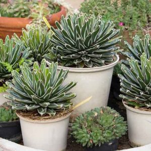 Pretty Agaves, Small Agaves, Agaves for Containers, Agaves for Pots