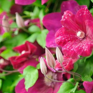 container planting, container growing, Clematis for small gardens, Clematis for Balconies, clematis for containers, large flowered clematis, early clematis, late clematis