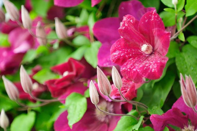 container planting, container growing, Clematis for small gardens, Clematis for Balconies, clematis for containers, large flowered clematis, early clematis, late clematis