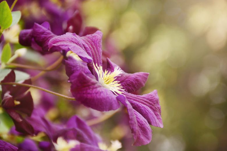 container planting, container growing, clematis for containers, large flowered clematis, early clematis, late clematis
