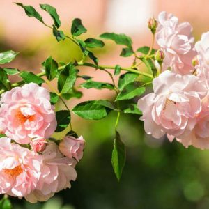 Climbing Roses, Rambler Roses, Rambling Roses, Great Roses, Top Roses, Best roses for walls, Best roses for pergolas, Best roses for fences, Best roses for Arbors, Best roses for Arches