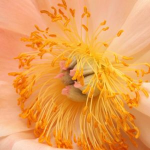 Bloom Peonies season, Early Peonies, Midseason Peonies, Late Peonies, Peonies Bloom Times