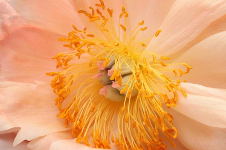 Bloom Peonies season, Early Peonies, Midseason Peonies, Late Peonies, Peonies Bloom Times
